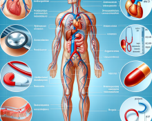 ¿Qué parte del cuerpo responde más a Telmisartan?